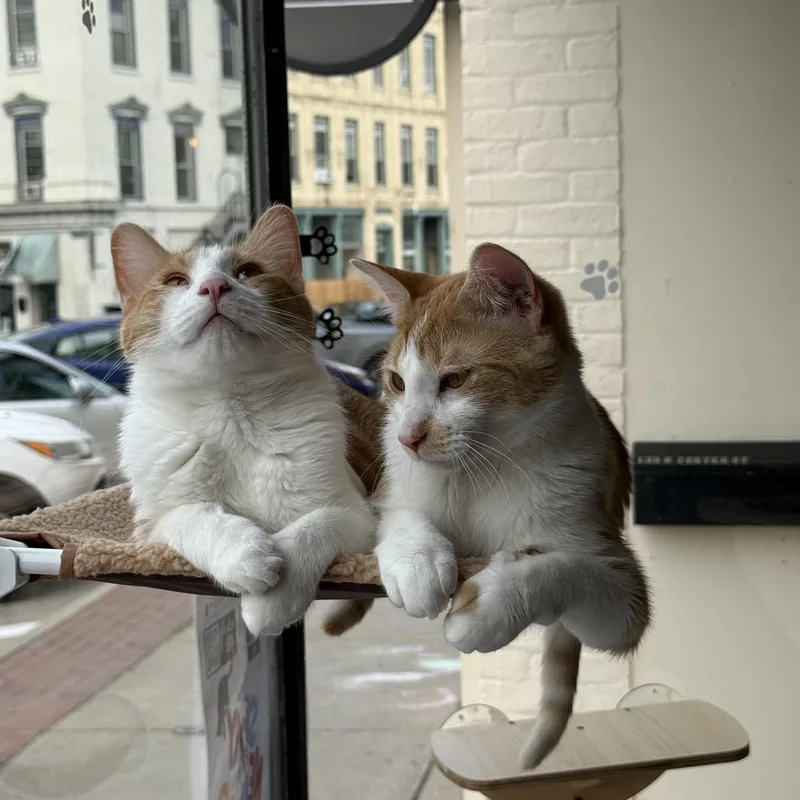 Ferdinand thumbnail 4