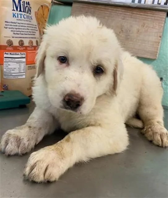 A baby small-sized female Anatolian Shepherd dog named Star for adoption in Sacramento, CA