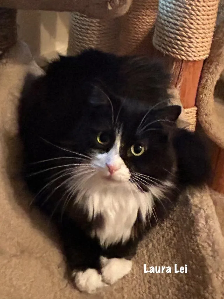 An adult medium-sized female Domestic Short Hair cat named Laura Lei for adoption in Windsor, CT