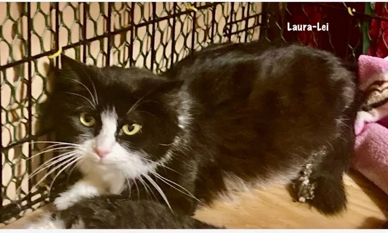 Laura Lei thumbnail 2