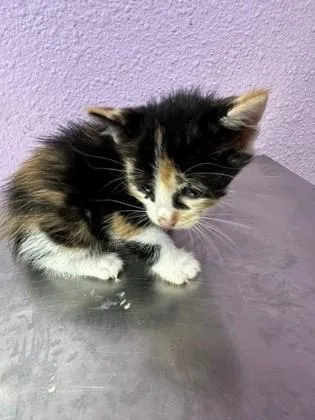 A baby small-sized female Black Domestic Short Hair cat named 61363025 for adoption in El Paso, TX