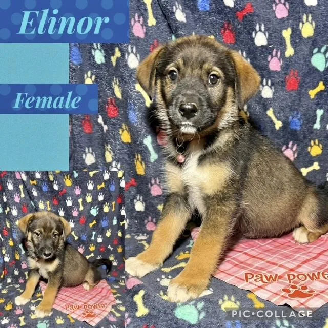 A baby medium-sized female Shepherd dog named Elinor for adoption in Manchester, CT