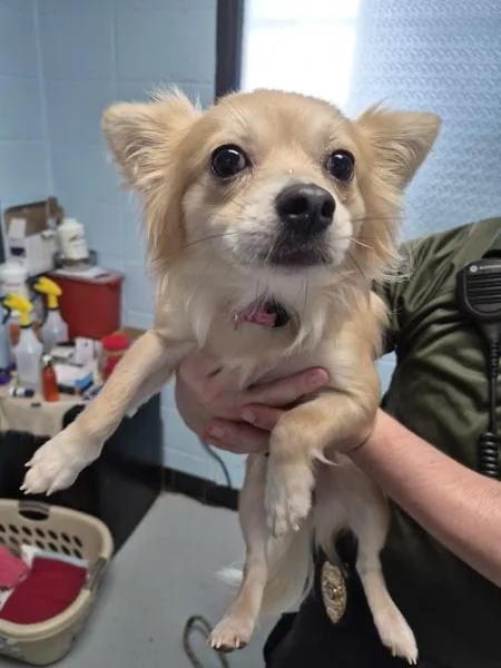 An adult small-sized female Chihuahua dog named Pen for adoption in Lawrenceville, GA
