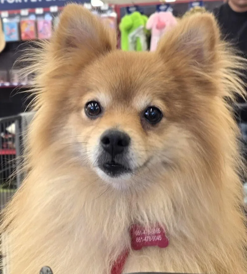 An adult small-sized male Red / Chestnut / Orange Pomeranian dog named Mojo for adoption in Lancaster, CA