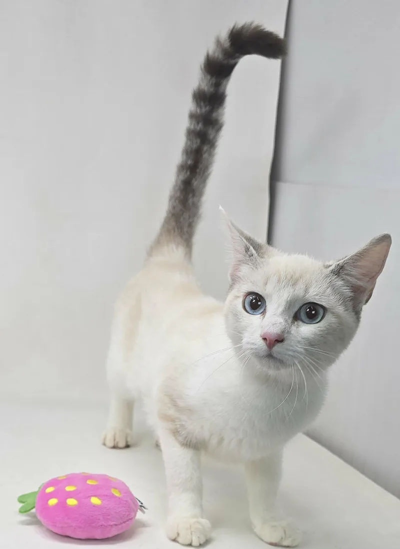 Blue Larkspur thumbnail 2