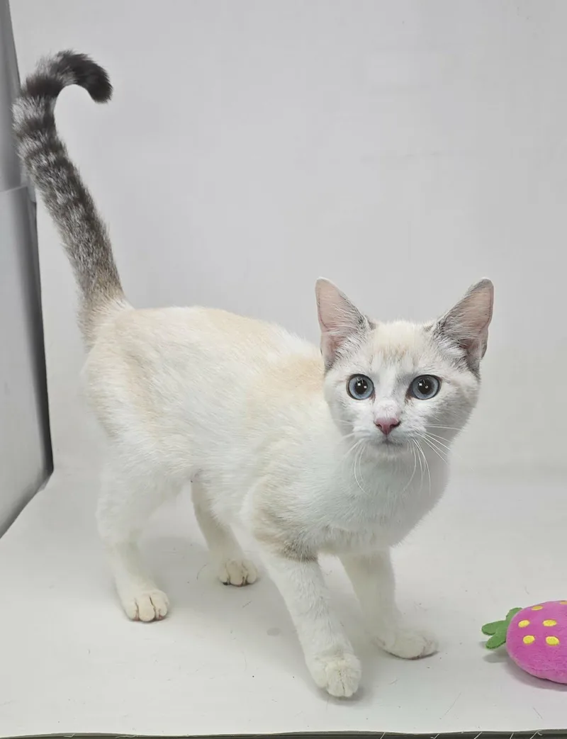 Blue Larkspur thumbnail 3