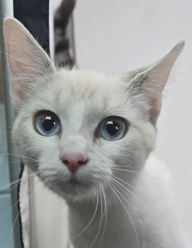 A baby medium-sized female White Siamese cat named Blue Larkspur for adoption in Newport, TN