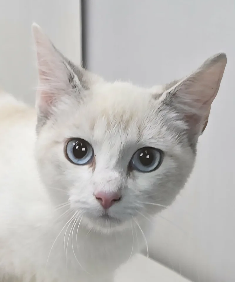 Blue Larkspur thumbnail 4