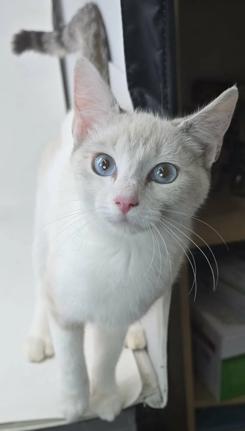 Blue Larkspur thumbnail 5