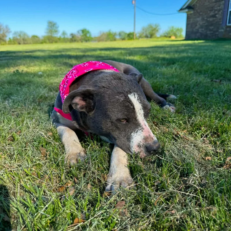 A young medium-sized female Gray / Blue / Silver Mixed Breed dog named Olive for adoption in Hackett, AR