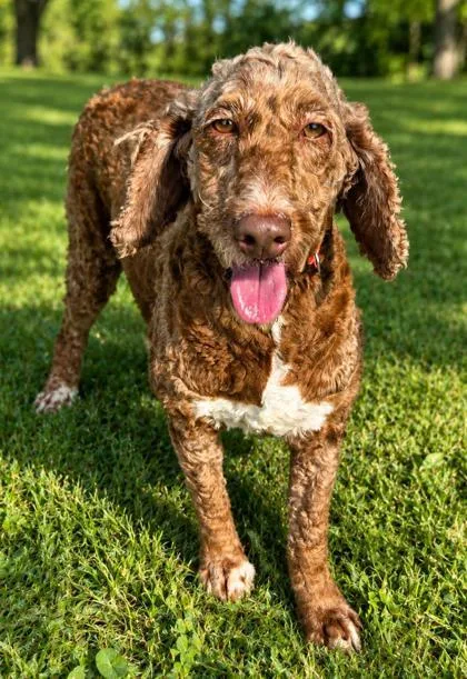 An adult medium-sized female Standard Poodle dog named Vanilla for adoption in Kinzers , PA