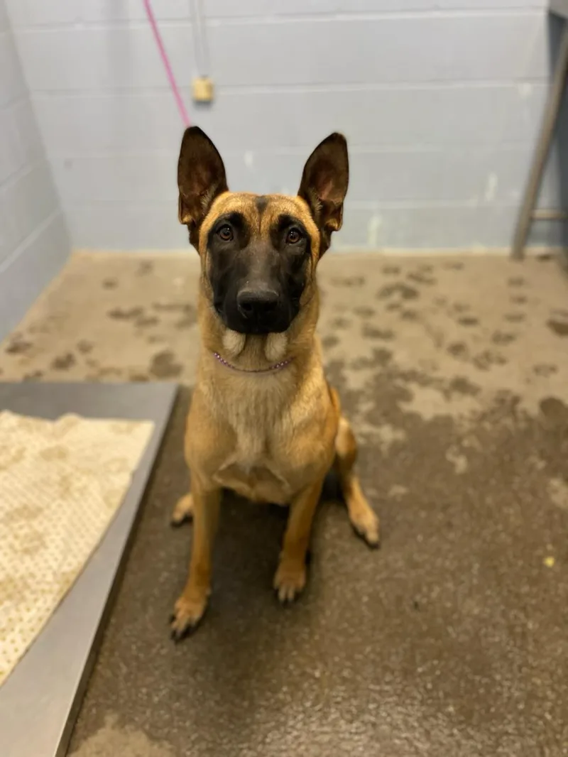 An adult large-sized female Belgian Shepherd / Malinois dog named Lumi for adoption in Woodland, CA