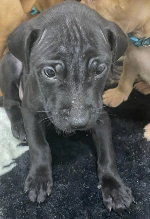 A baby large-sized male Labrador Retriever dog named Myron for adoption in Victorville, CA