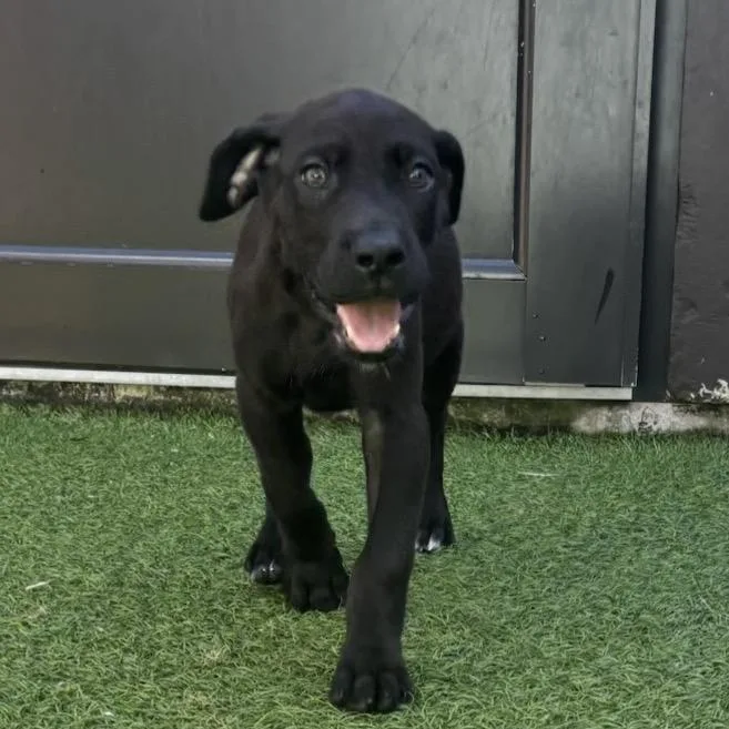 A baby small-sized female Black Great Dane dog named Dolce for adoption in LOXAHATCHEE, FL
