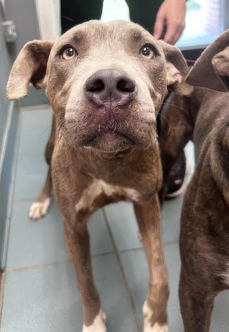 An adult medium-sized female Brindle Mixed Breed dog named Cha Cha for adoption in Nashville, TN