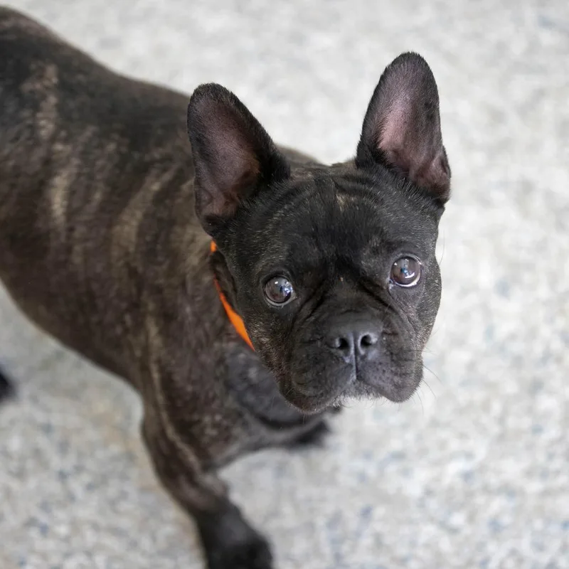 An adult medium-sized female French Bulldog dog named Dawn for adoption in Peyton, CO