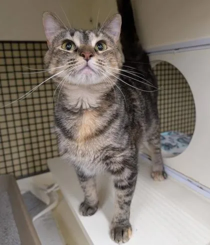 A young medium-sized female Brown / Chocolate Domestic Short Hair cat named Toast for adoption in Kansas City, MO