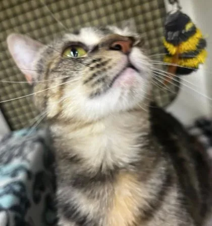 Toast thumbnail 3