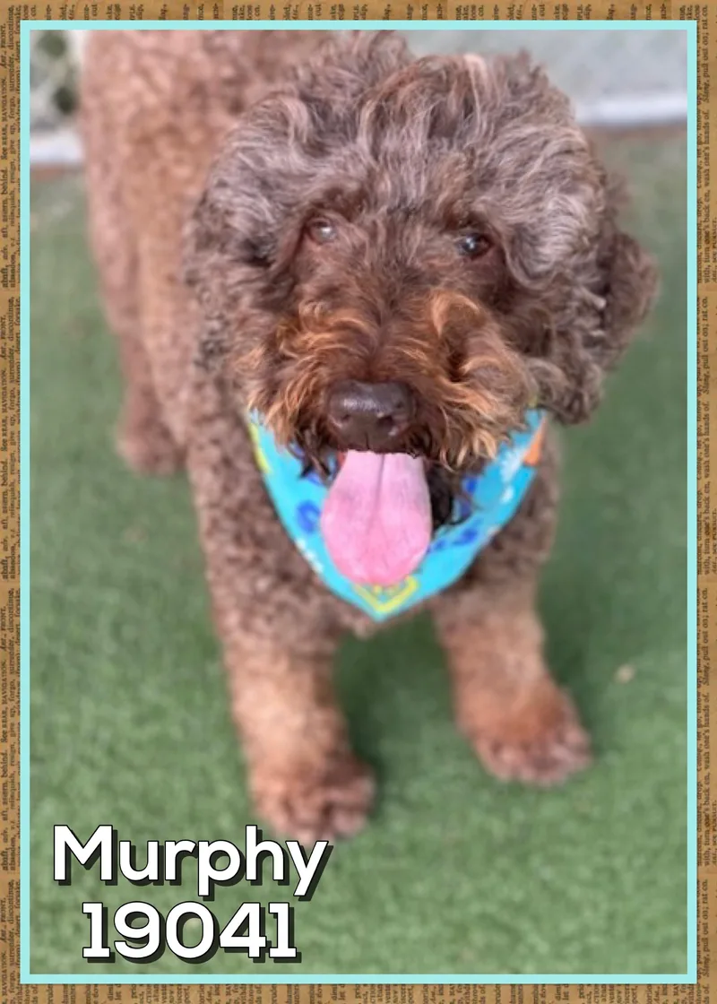 Murphy