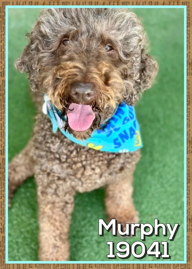 Murphy thumbnail 2