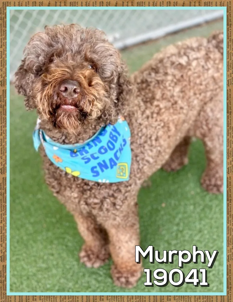 Murphy thumbnail 3