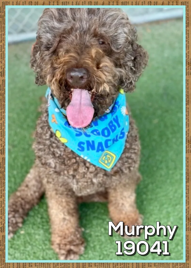 Murphy thumbnail 4