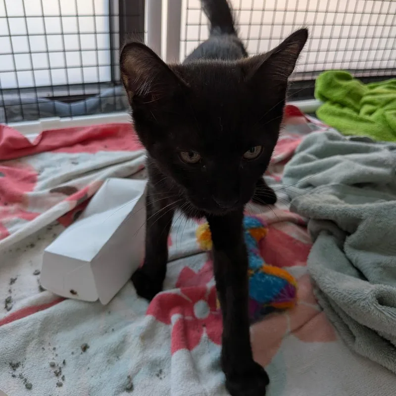 A baby small-sized male Black Domestic Short Hair cat named Cosmo for adoption in Fairfax Station, VA