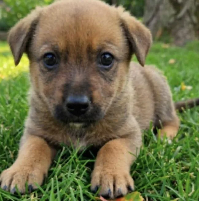 A baby small-sized female Australian Kelpie dog named Muffins for adoption