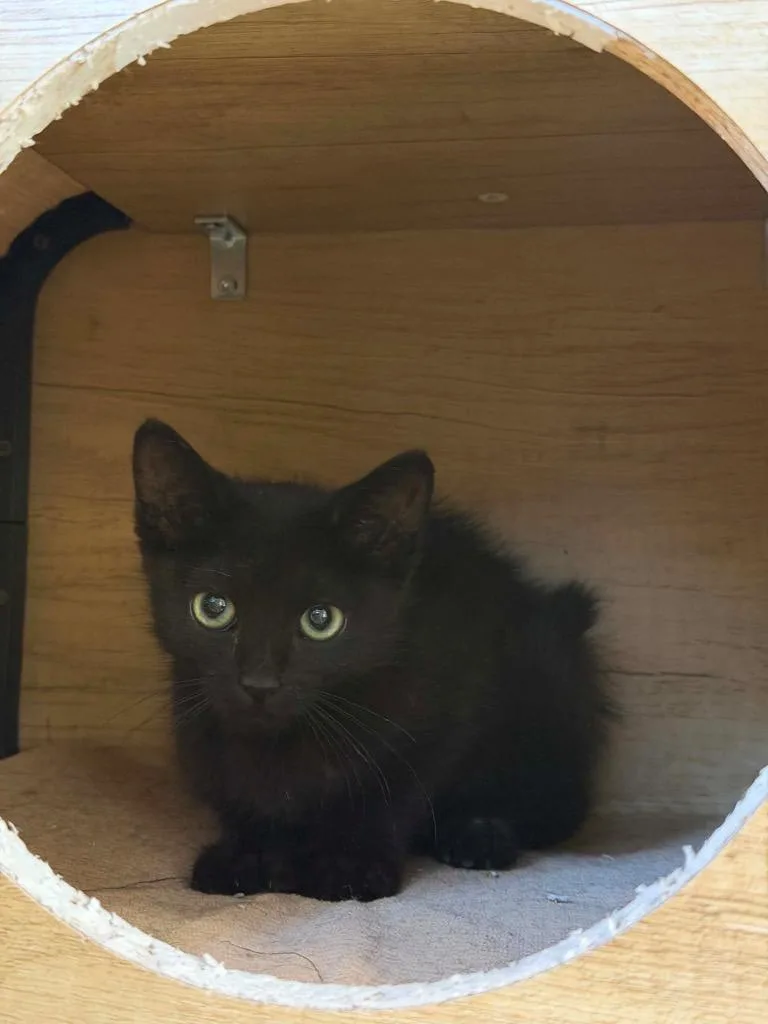 A baby small-sized female Domestic Short Hair cat named Nyx for adoption in La Verkin, UT
