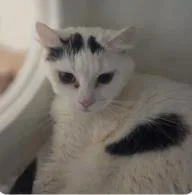 An adult medium-sized female Domestic Short Hair cat named Petunia for adoption in West Chester, PA