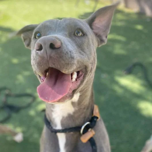 A young medium-sized female Gray / Blue / Silver Pit Bull Terrier dog named Sola for adoption in Fort Collins, CO