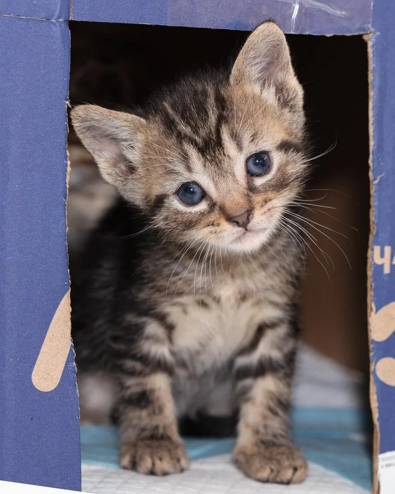 A baby small-sized female Domestic Short Hair cat named Ernie for adoption in Ferndale, MI