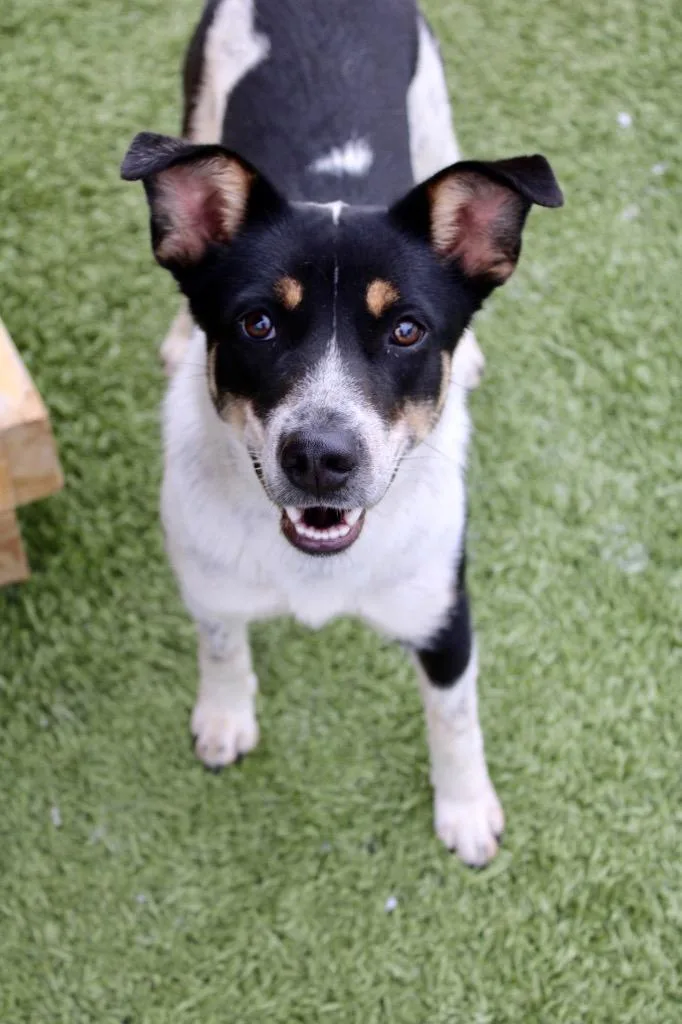 A baby medium-sized female Cattle Dog dog named Piper for adoption in Morgantown, KY