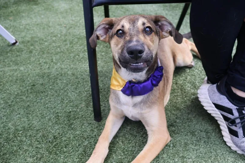 A baby medium-sized male Australian Cattle Dog / Blue Heeler dog named Iggy for adoption in North Syracuse, NY