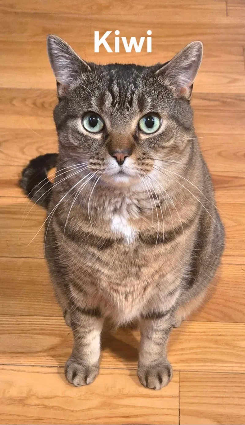 Kiwi