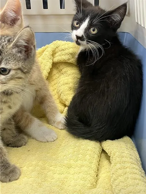 A baby small-sized male Domestic Short Hair cat named Vinny for adoption in Long Beach, CA