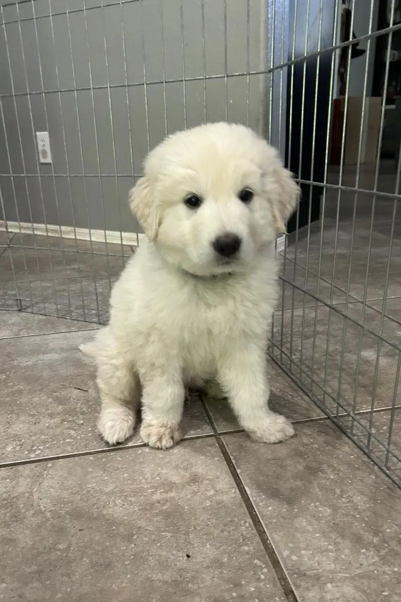 A baby extra large-sized male Great Pyrenees dog named Stratus for adoption in Mesa, AZ