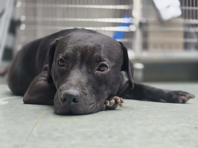 A young medium-sized female Mixed Breed dog named Swiss Roll for adoption in Danielsville, GA