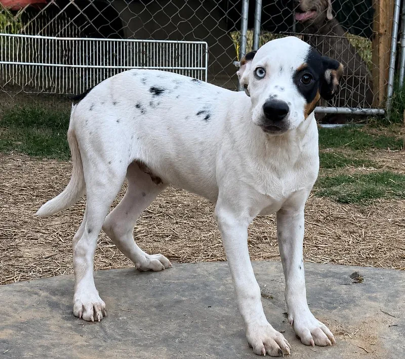 Levi hound litter