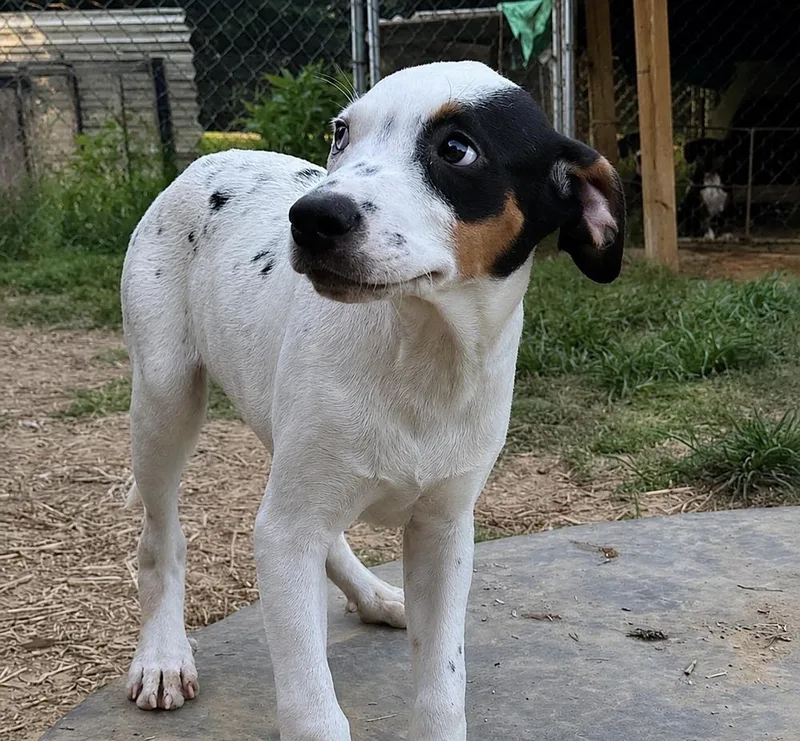 Levi  hound litter thumbnail 2