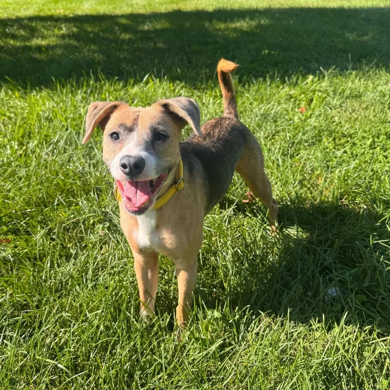 An adult small-sized female Brown / Chocolate Australian Shepherd dog named Bambi for adoption in Dayton, OH
