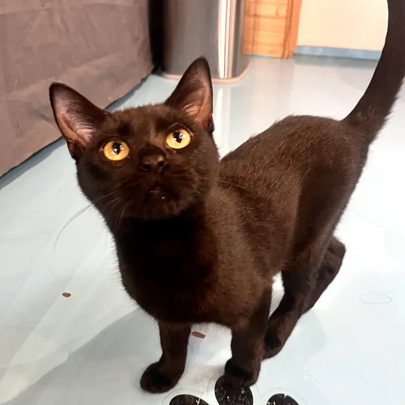 A baby medium-sized male Black Bombay cat named Michelangelo for adoption in Liverpool, TX