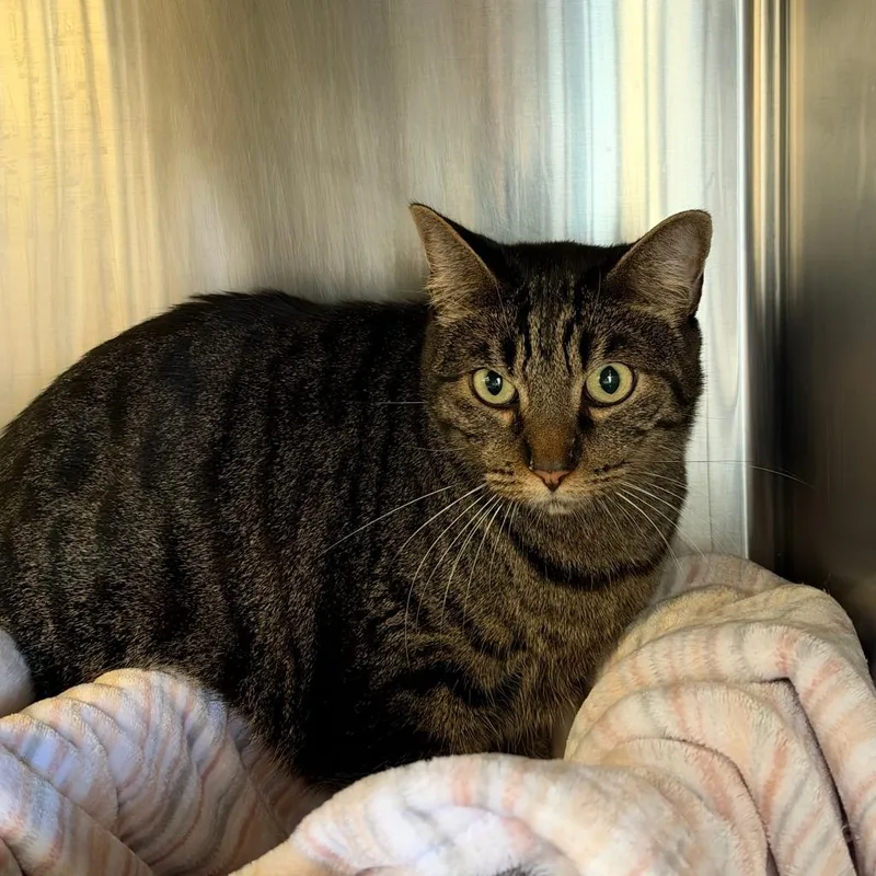 An adult large-sized male Domestic Short Hair cat named Loki for adoption in Santa Barbara, CA