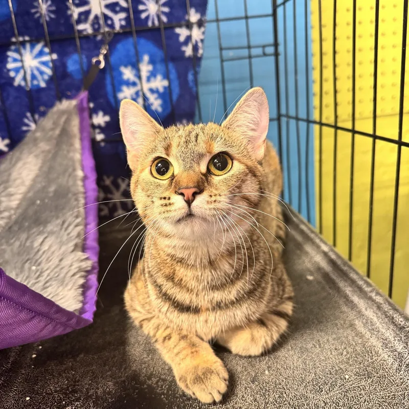 A young medium-sized female Torbie Domestic Short Hair cat named Cleo for adoption in Louisville, KY