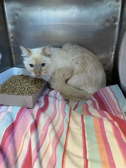 A baby medium-sized female White Domestic Medium Hair cat named 61323103 for adoption in El Paso, TX