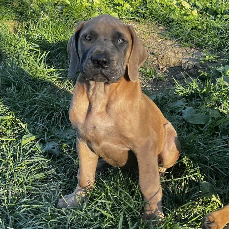 A baby extra large-sized male Yellow / Tan / Blond / Fawn Mastiff dog named Groot for adoption in Potomac, MD