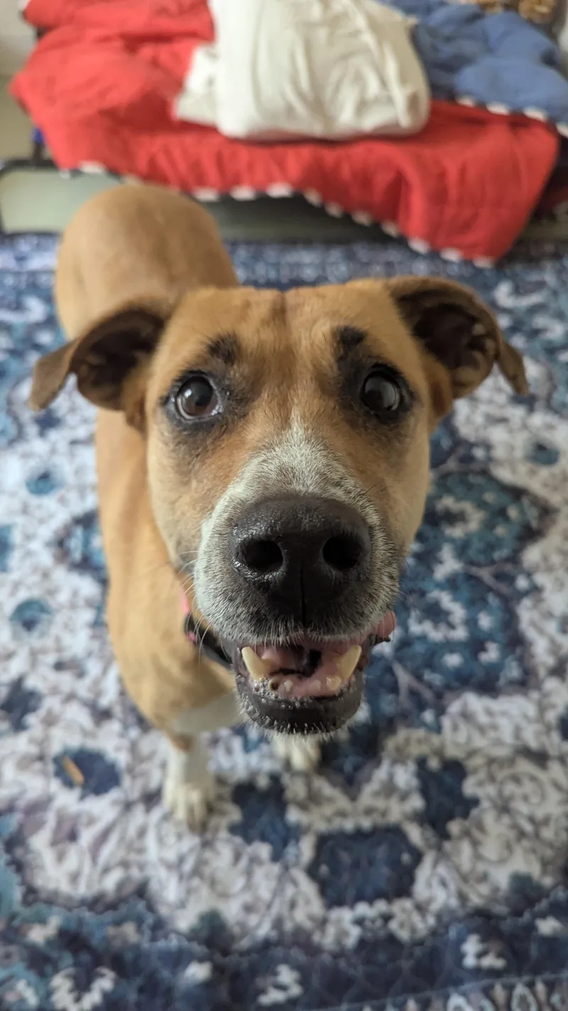 An adult medium-sized female Apricot / Beige Mixed Breed dog named Josie Sue for adoption in Franklin, TN