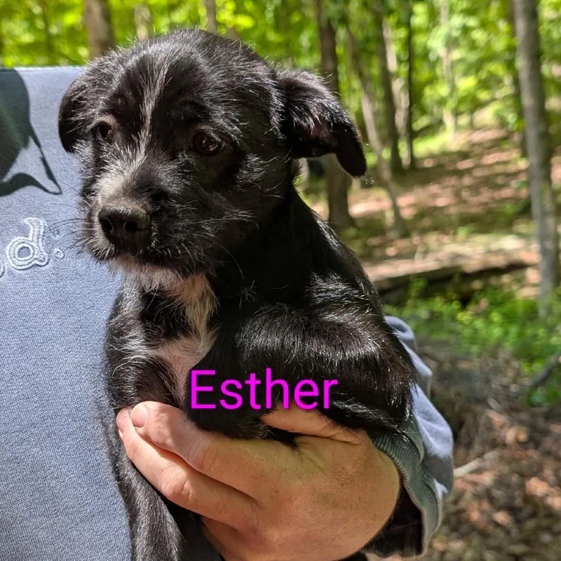 A baby small-sized female Black Mixed Breed dog named Esther for adoption in Peachtree City, GA