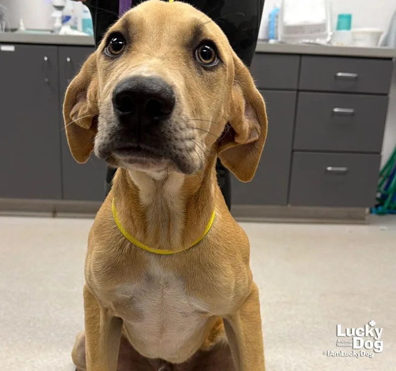 A young medium-sized male Labrador Retriever dog named Sam for adoption in Washington, DC