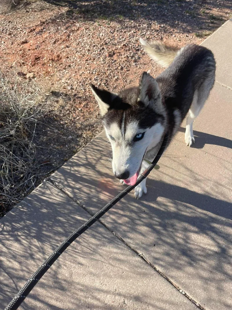 Johnny Fka Santino thumbnail 2